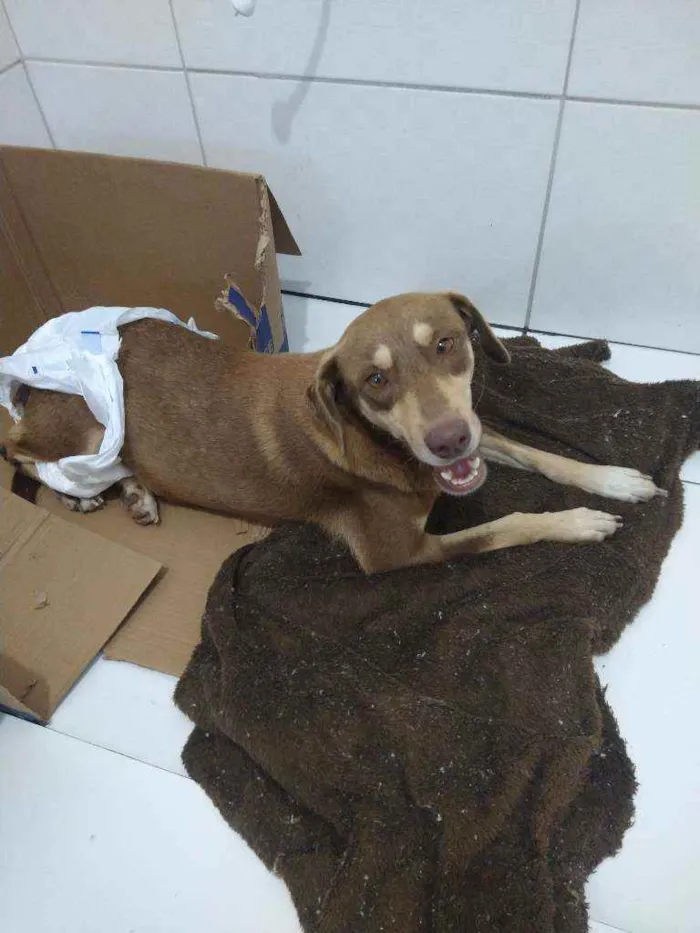 Cachorro raça Srd idade 1 ano nome NINA
