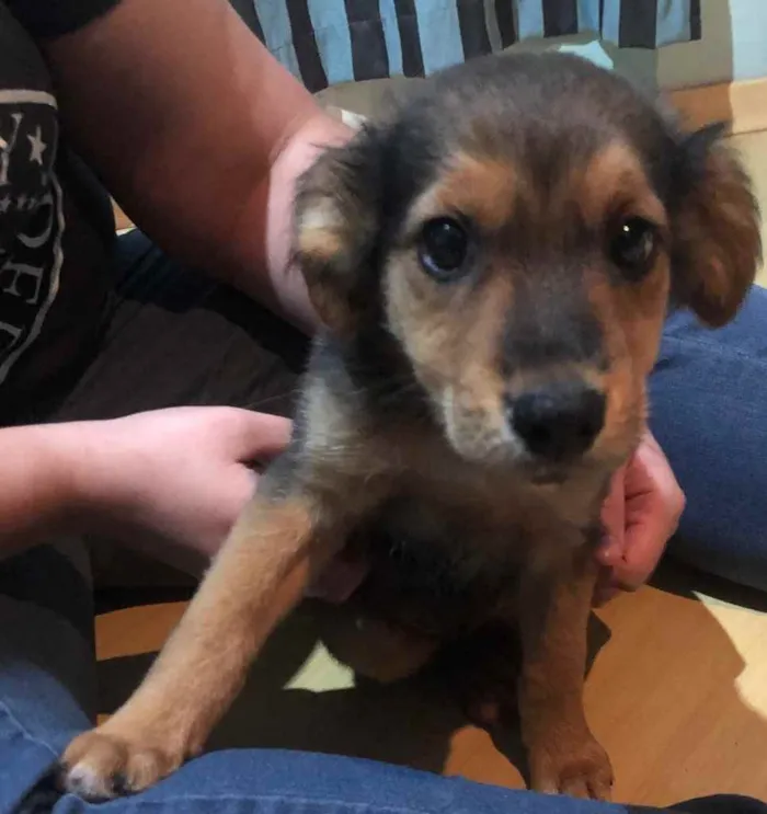 Cachorro ra a Sem raça definida  idade 2 a 6 meses nome Não sei 