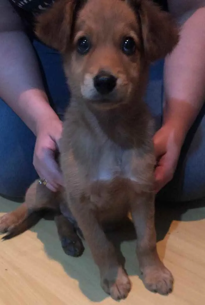 Cachorro ra a Sem raça definida  idade 2 a 6 meses nome Não sei 