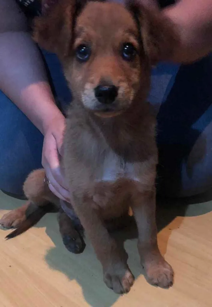 Cachorro ra a Sem raça definida  idade 2 a 6 meses nome Não sei 