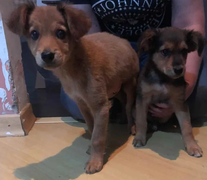 Cachorro ra a Sem raça definida  idade 2 a 6 meses nome Não sei 
