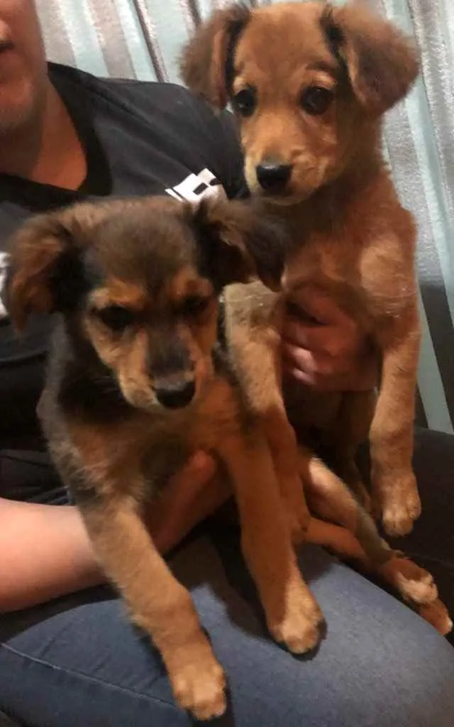 Cachorro ra a Sem raça definida  idade 2 a 6 meses nome Não sei 