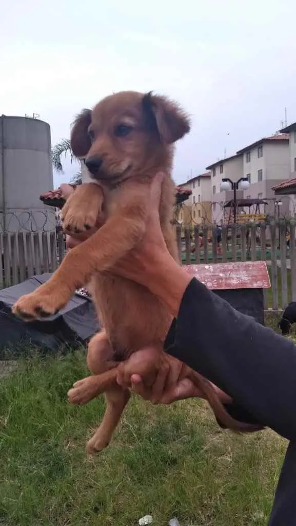 Cachorro ra a Sem raça definida  idade 2 a 6 meses nome Não sei 