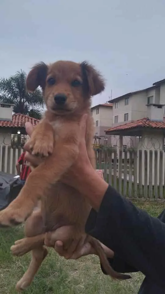 Cachorro ra a Sem raça definida  idade 2 a 6 meses nome Não sei 