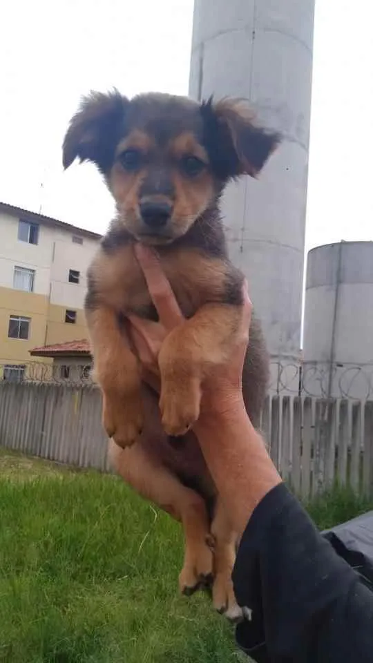 Cachorro ra a Sem raça definida  idade 2 a 6 meses nome Não sei 