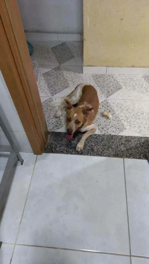 Cachorro ra a Sem raça idade 5 anos nome Salame