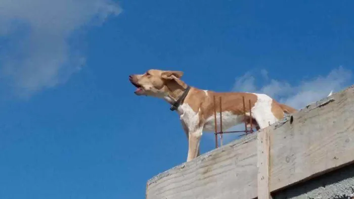 Cachorro ra a Sem raça idade 5 anos nome Salame