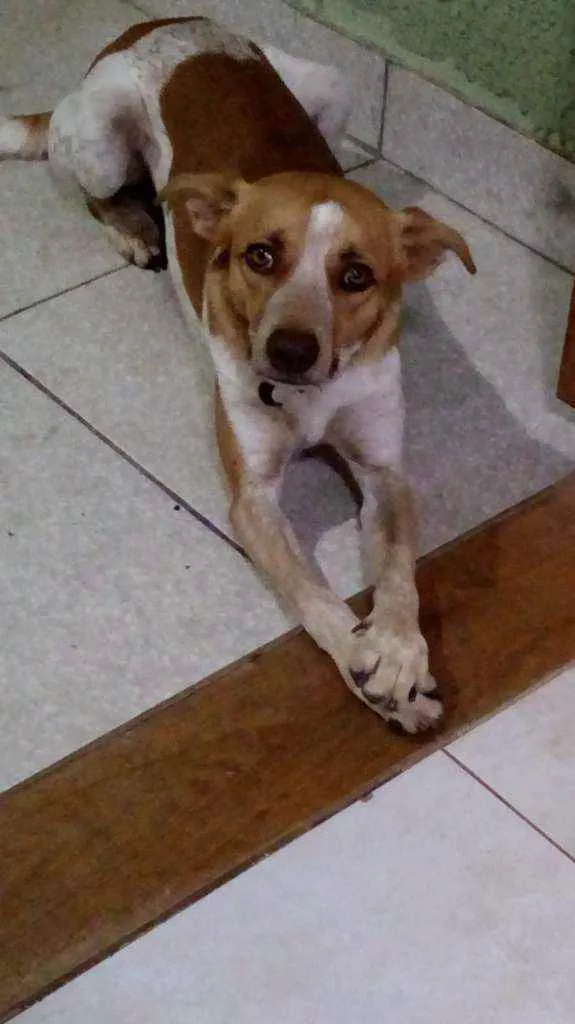 Cachorro ra a Sem raça idade 5 anos nome Salame