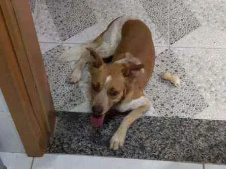 Cachorro ra a Sem raça idade 5 anos nome Salame