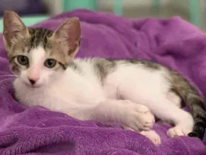 Gato raça SRD idade 2 a 6 meses nome Gucci