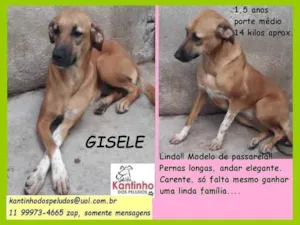 Cachorro raça SRD idade 1 ano nome Gisele