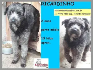 Cachorro raça SRD idade 2 anos nome Ricardinho