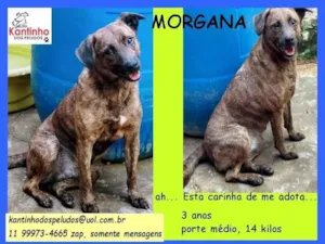 Cachorro raça SRD idade 3 anos nome Morgana