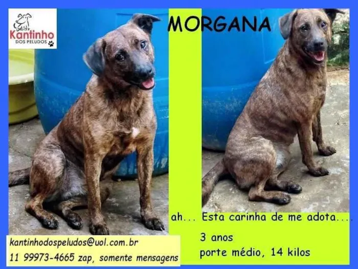 Cachorro ra a SRD idade 3 anos nome Morgana
