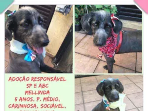 Cachorro raça SRD idade 5 anos nome Mellinda