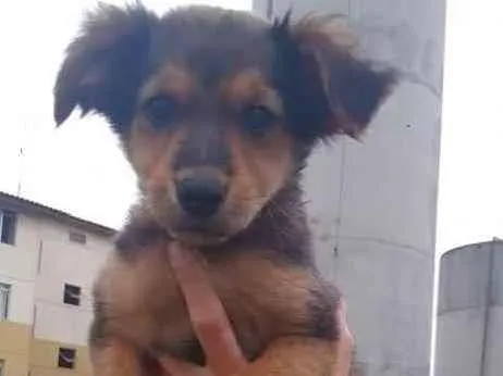 Cachorro ra a Sem raça definida  idade 2 a 6 meses nome Não sei 