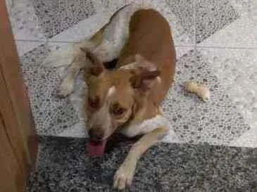 Cachorro ra a Sem raça idade 5 anos nome Salame