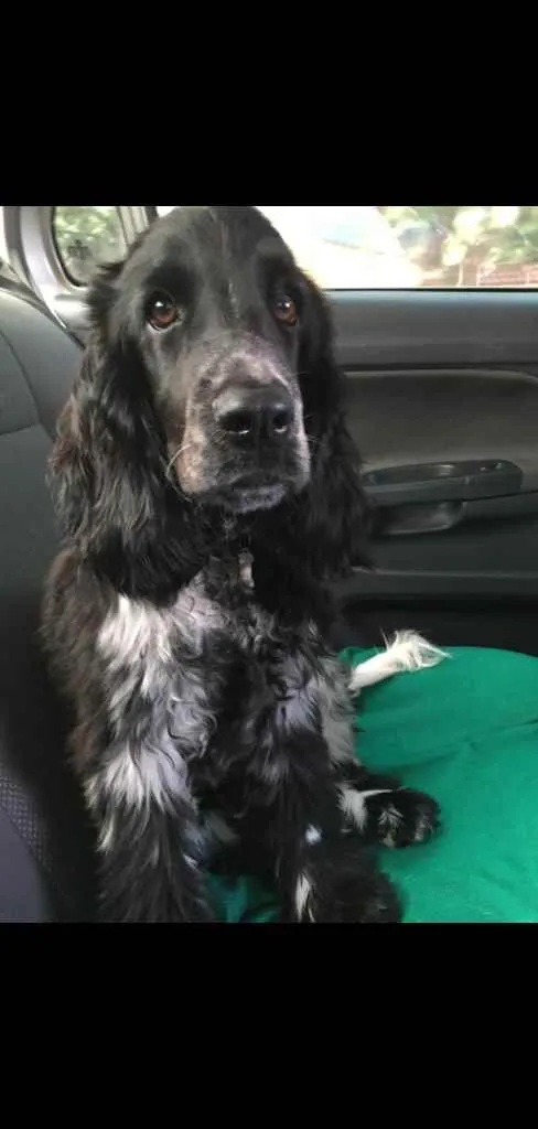 Cachorro ra a Cocker idade 2 a 6 meses nome Flack