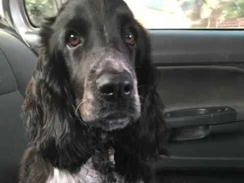 Cachorro ra a Cocker idade 2 a 6 meses nome Flack