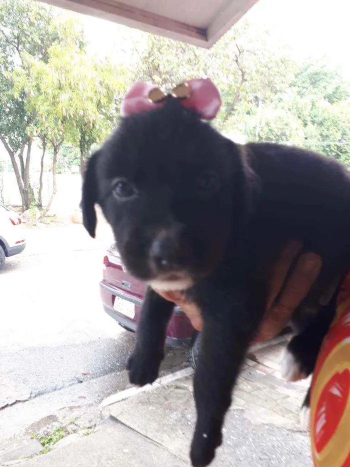 Cachorro ra a Sem raça definida  idade Abaixo de 2 meses nome Lica