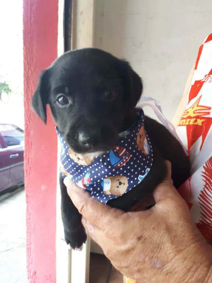 Cachorro ra a Sem raça definida idade Abaixo de 2 meses nome Fred