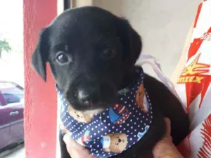 Cachorro raça Sem raça definida idade Abaixo de 2 meses nome Fred