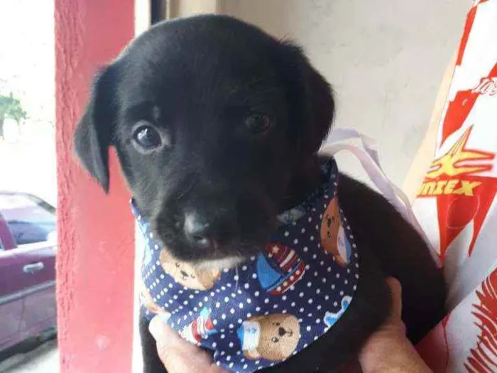 Cachorro ra a Sem raça definida idade Abaixo de 2 meses nome Fred