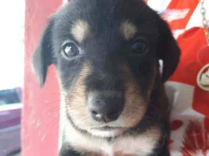 Cachorro ra a Sem raça definida  idade Abaixo de 2 meses nome Malu