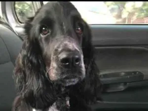 Cachorro raça Cocker idade 2 a 6 meses nome Flack