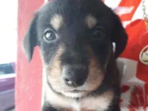 Cachorro raça Sem raça definida  idade Abaixo de 2 meses nome Malu