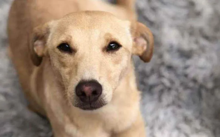 Cachorro ra a Labradora com vira lata idade 7 a 11 meses nome Mel