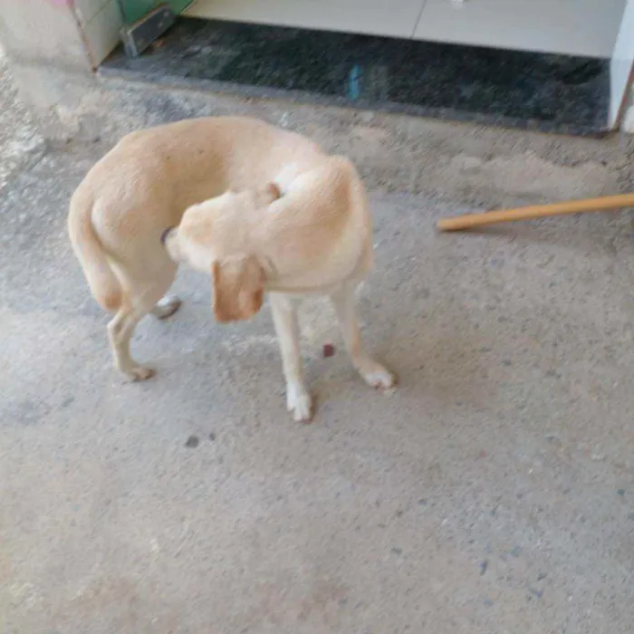 Cachorro ra a Labradora com vira lata idade 7 a 11 meses nome Mel