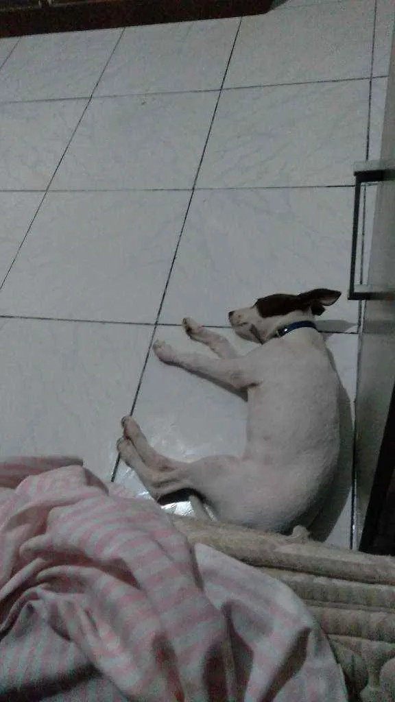 Cachorro raça Vira lata idade 7 a 11 meses nome Luna
