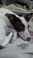 Cachorro raça Vira lata idade 7 a 11 meses nome Luna