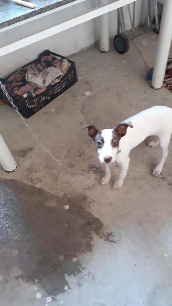 Cachorro raça Vira lata idade 7 a 11 meses nome Luna