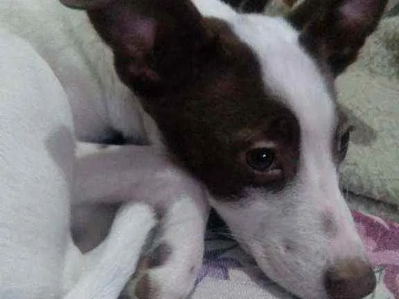 Cachorro raça Vira lata idade 7 a 11 meses nome Luna