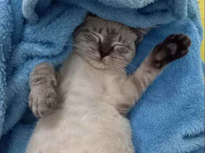 Gato raça  idade Abaixo de 2 meses nome Tel