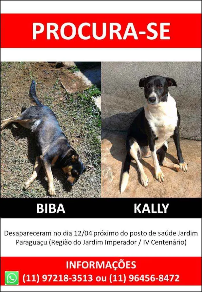 Cachorro ra a SRD idade 5 anos nome Biba e Kally