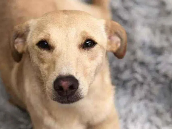 Cachorro ra a Labradora com vira lata idade 7 a 11 meses nome Mel