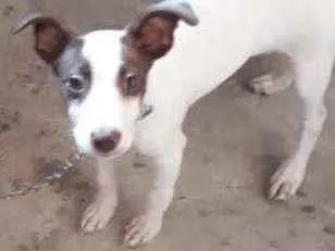 Cachorro raça Vira lata idade 7 a 11 meses nome Luna