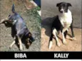 Biba e Kally