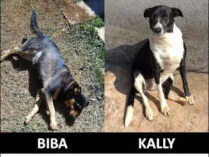 Cachorro raça SRD idade 5 anos nome Biba e Kally