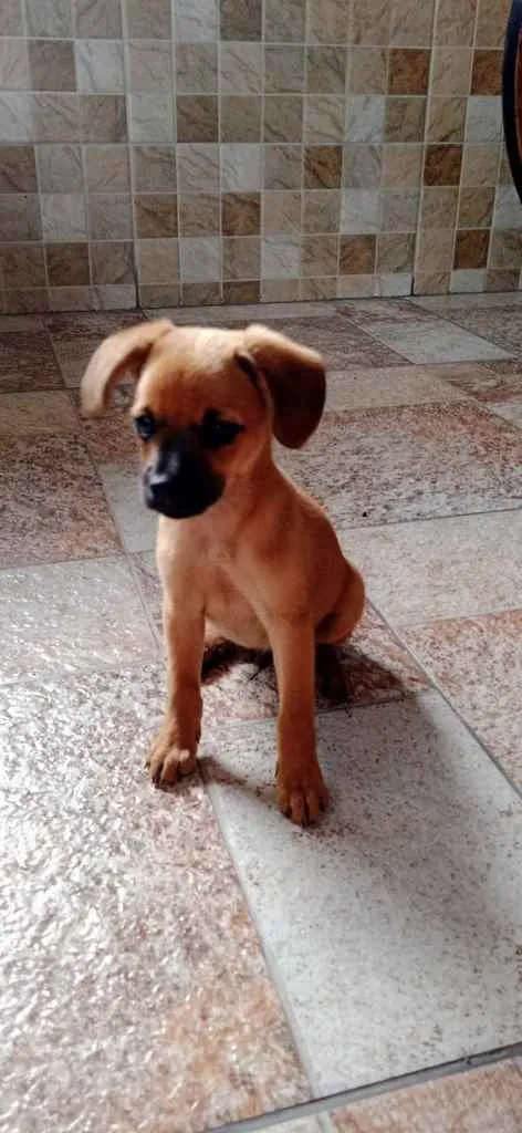 Cachorro ra a Sem raça definida (SRD) idade 2 a 6 meses nome Pitoco