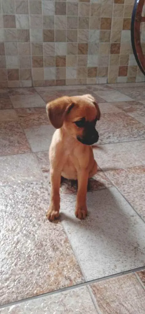 Cachorro ra a Sem raça definida (SRD) idade 2 a 6 meses nome Pitoco