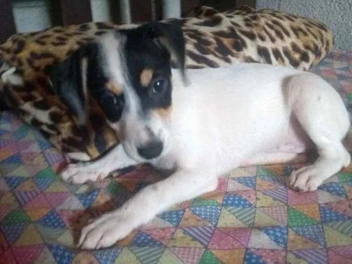 Cachorro raça PInscher 4 idade 2 a 6 meses nome Penélope 