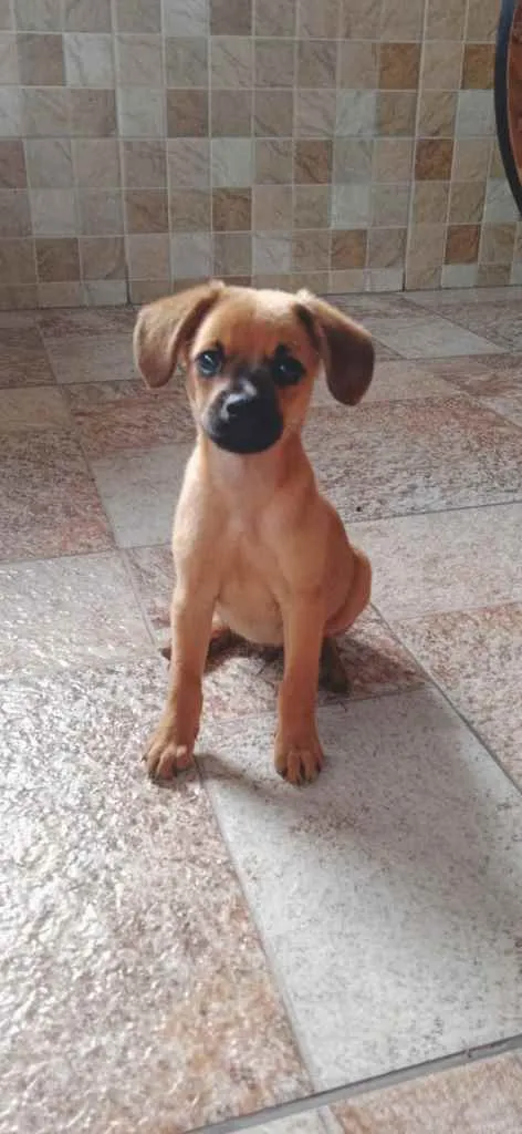 Cachorro ra a Sem raça definida (SRD) idade 2 a 6 meses nome Pitoco