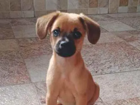 Cachorro ra a Sem raça definida (SRD) idade 2 a 6 meses nome Pitoco