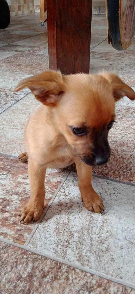 Cachorro ra a Sem raça definida (SRD) idade 2 a 6 meses nome Modelo