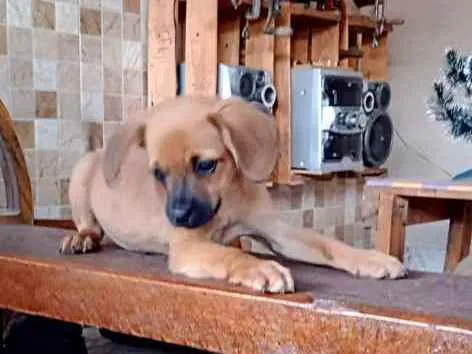 Cachorro ra a Sem raça definida (SRD) idade 2 a 6 meses nome Modelo