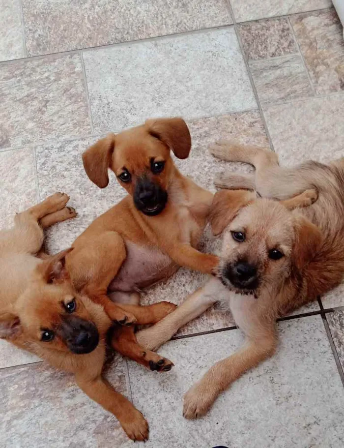 Cachorro ra a Sem raça definida (SRD) idade 2 a 6 meses nome Pitoco